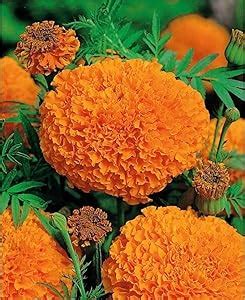 Marigold Inca Flower Seeds F1 Hybrid Orange Color for Home Gardening ...