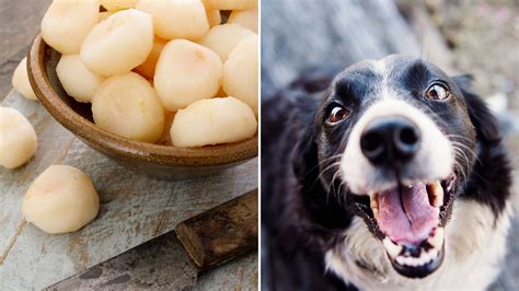 And Can Dogs Eat Water Chestnut