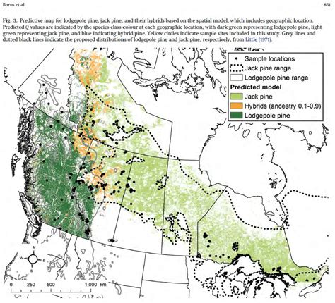 Image result for pine code map