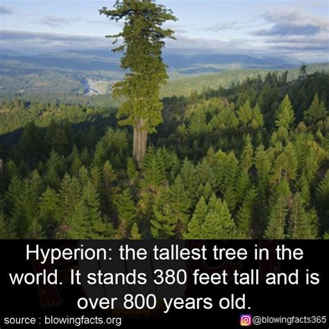 Image result for Hyperion Tree Facts
