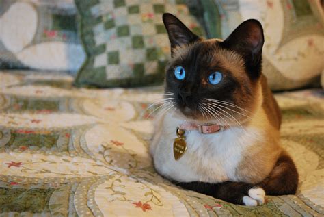 Siamese X Persian Cat | domainecooncatsny