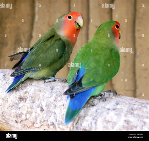 Peach-faced Lovebird 'Agapornis roseicollis' Pair on a branch Stock ...