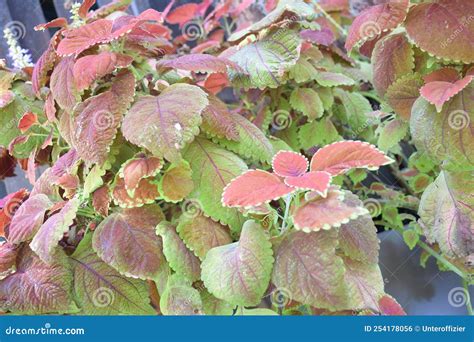 Clusters of the Plectranthus Scutellarioides Coleus Lamiaceae Plant Leaves Stock Photo - Image ...