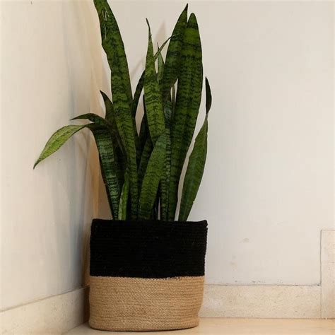 Buy Organic Oasis Jute Planter Online in India | Vaaree