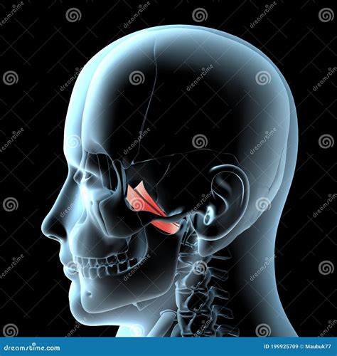 3d Illustration Of The Lateral Pterygoid Muscles Anatomical Position On ...