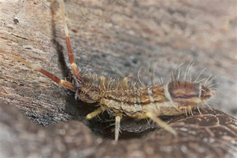 Image result for Spring Tails Fast