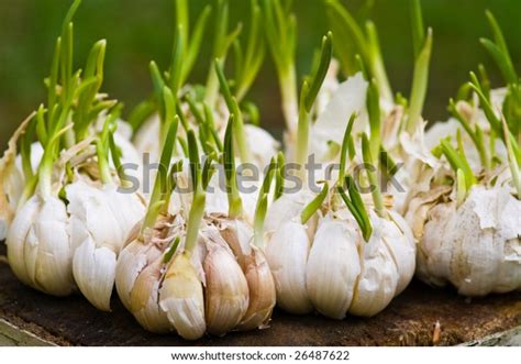 Image result for Sprouting Garlic