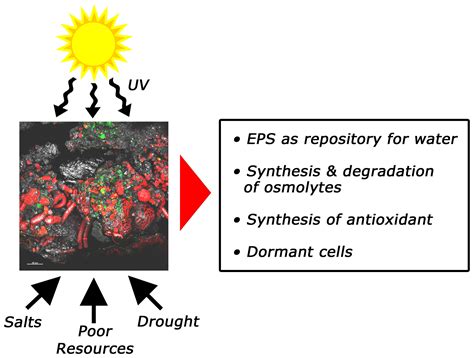 The Ecology of Subaerial Biofilms in Dry and Inhospitable Terrestrial ...