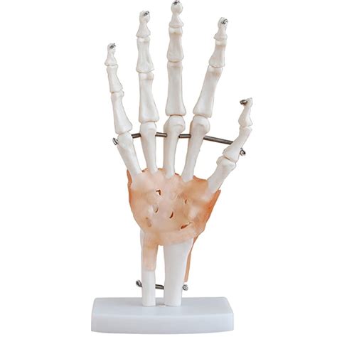 Buy RSTJ-Sjef Human Hand Skeleton Model with Ligament, Life-Size Human ...
