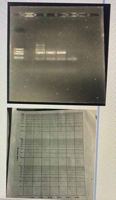 Image result for Restriction Enzyme Mapping