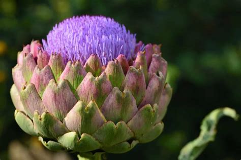 What Are Artichoke Flowers + Helpful Tips For Growing Them