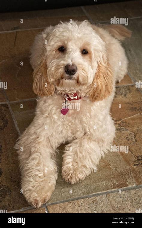 Image result for Cockapoo Cocker Spaniel and Poodle Mix