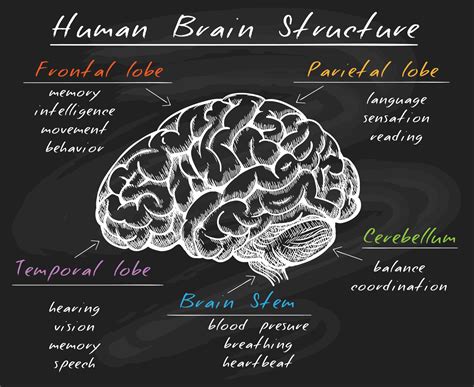Image result for Brain Nervous System Function
