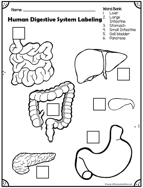 Image result for Digestive System Template