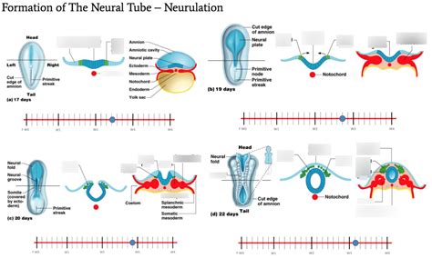 Image result for Neurulation Process