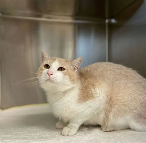 Rezultat imagine pentru SPAD