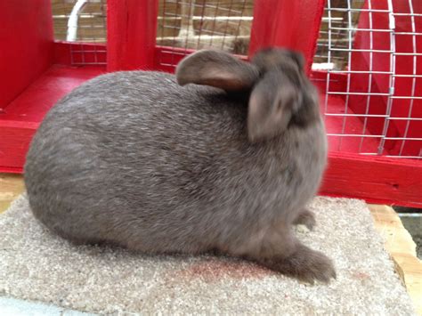 Chocolate Silver Fox Rabbits