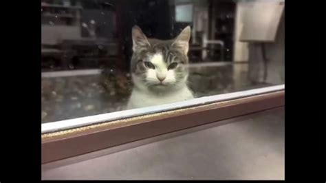 Cat No copyright infringement is intended Memes | Memes.co.in