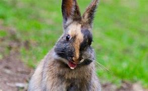 Image result for Long Rabbit Teeth