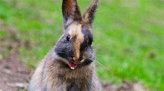 Image result for Rabbit Showing Teeth