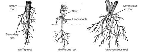 Morphology of Flowering Plants