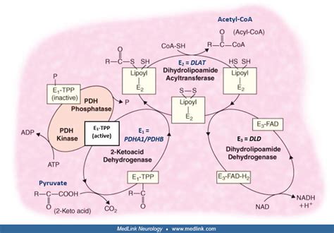 Image result for Pyruvate Dehydrogenase Complex Deficiency