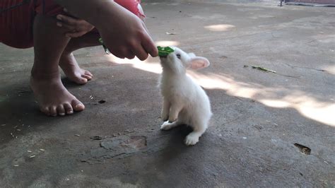 Kuvatulokset haulle bunny tricks