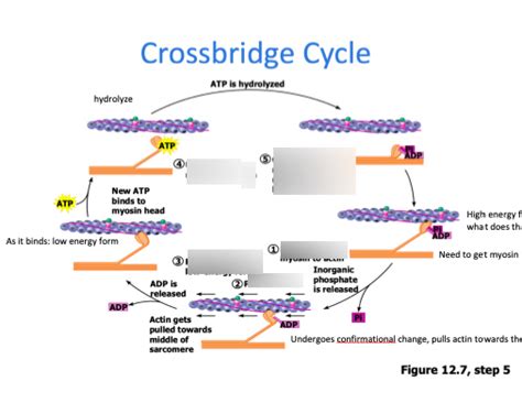 Image result for Crossbridge Cycle Animation