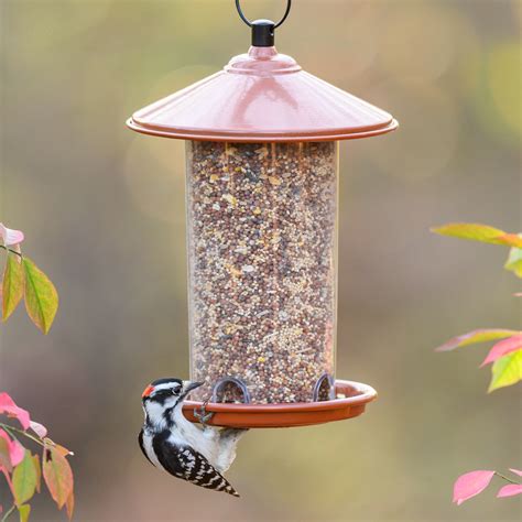 Buy Economy Mix Wild Bird Feed, Bird Food, New, 10 lb. Bag Online at Lowest Price in Ubuy Nepal ...