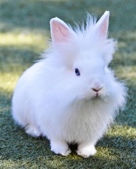 White Lionhead Bunnies With Blue Eyes blue eyes white (BEWs) baby girl ...