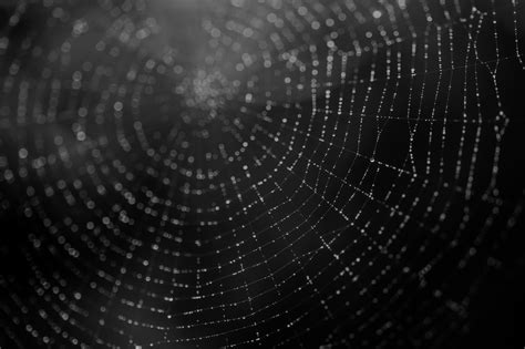 Photography Spider Web HD Wallpaper | Background Image | 2048x1365