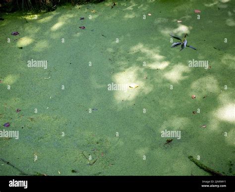 stagnant water with pollution and algae growing. Water problem and ...