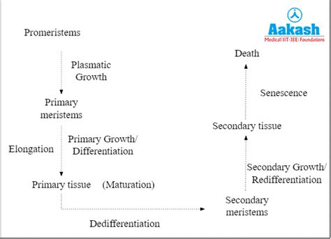 Plant Development: Definition, Sequence & Factors | AESL