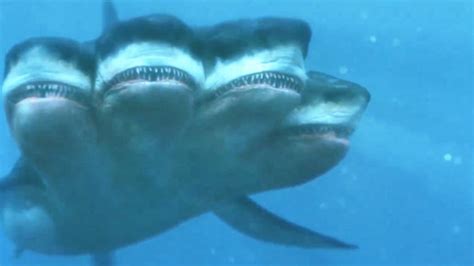 巨齿鲨图册_360百科