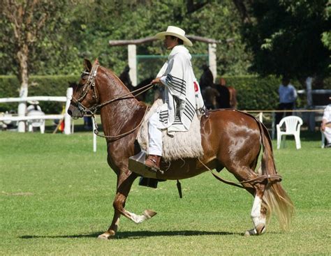 Peruvian Paso Horse: A Unique and Graceful Breed