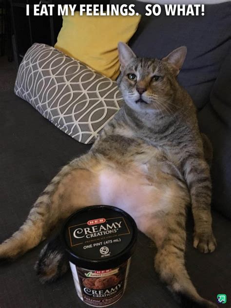 47 Funny Fat Cat Memes - The Discerning Cat