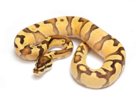 Image result for Enchi Static Ball Python