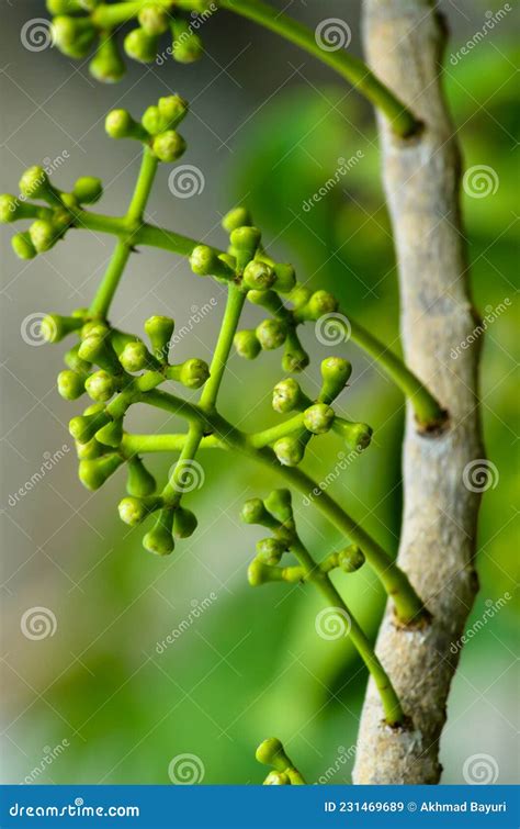 Image result for Java Plum Tree