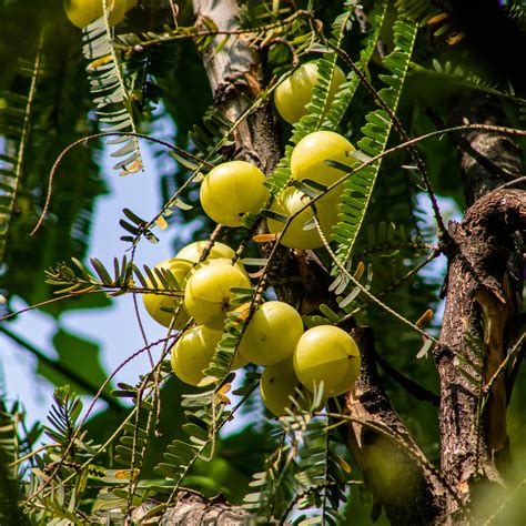 Surprising Benefits of Amla for Hair!