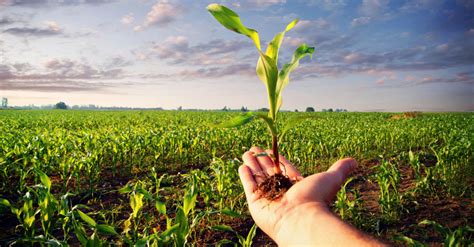 Farming Science 的图像结果