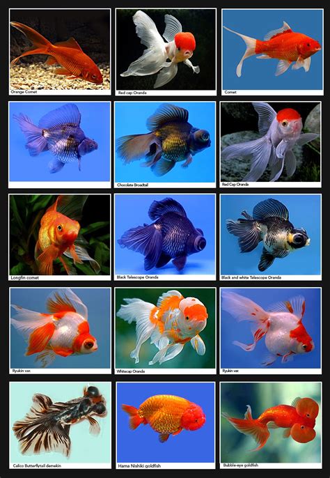 Species Of Goldfish