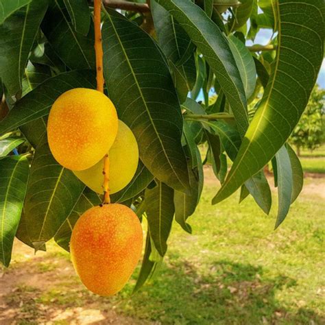 Alphonso Mango Plant – Garden Mithra
