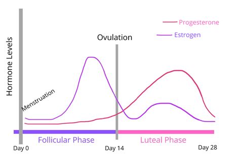 How to work with your menstrual cycle - Female Fat Loss.