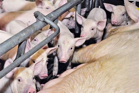 Schweinepreise 27 Cent unter Vorjahresniveau | agrarheute.com