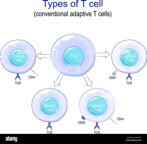 Memory Cell Types 的图像结果