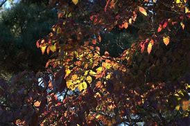 Image result for Soft Autumn Color Swatches