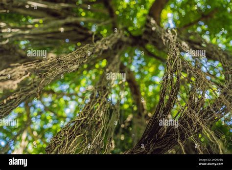 Image result for Eastern Java Bali Rain Forest