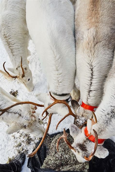 Photo story: winter adventures in northern Sweden | National Geographic
