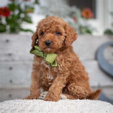 Image result for Cute Cockapoo Puppies