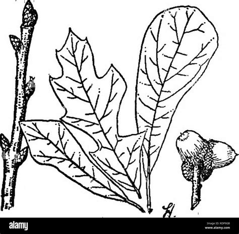 How to Shape Oak Tree 的图像结果